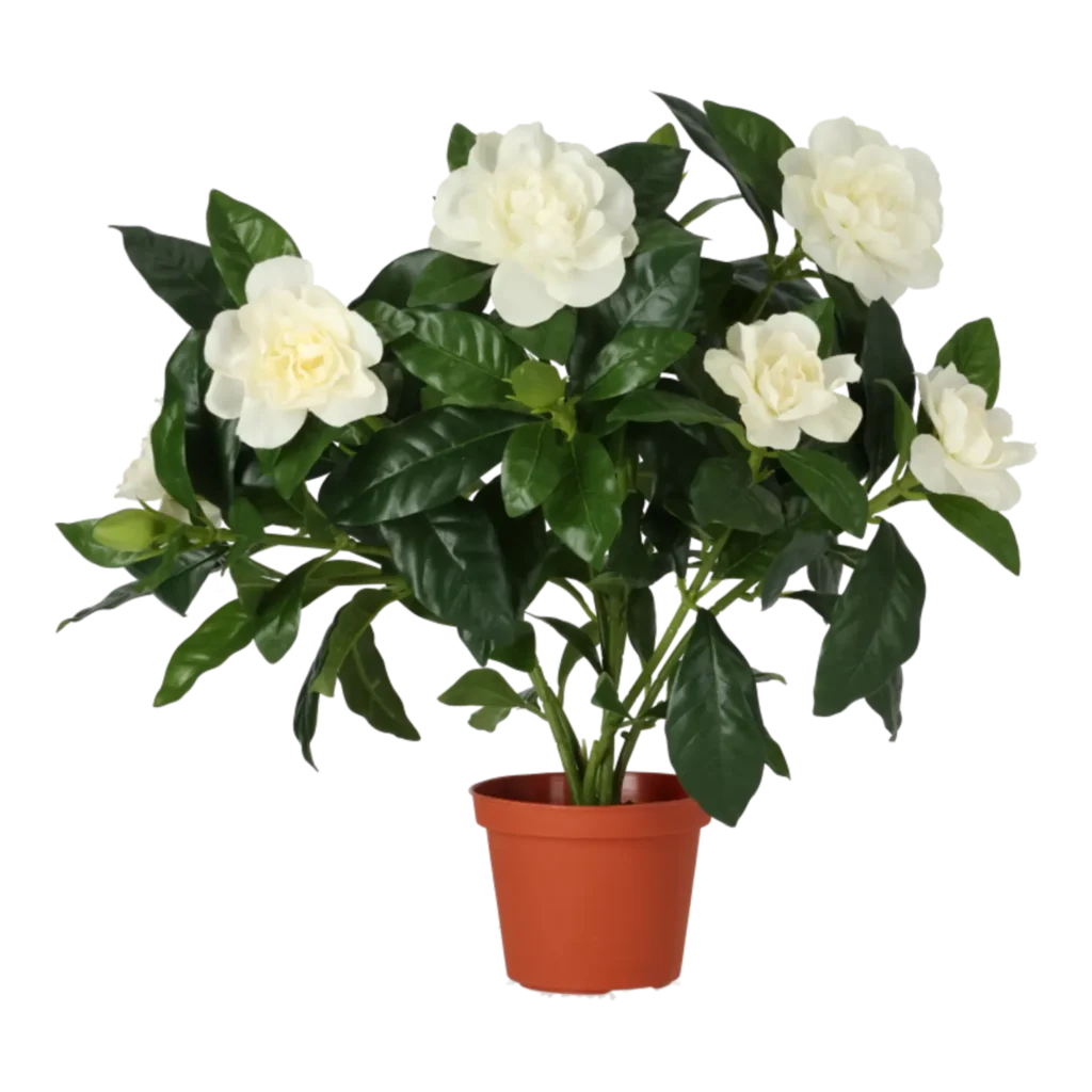 Kunstig Gardenia H: 32 cm.