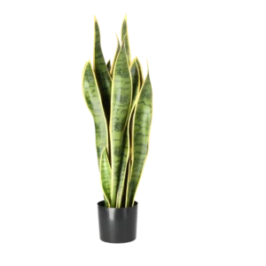 Kunstig Svigermors skarpe tunge H 70 cm.