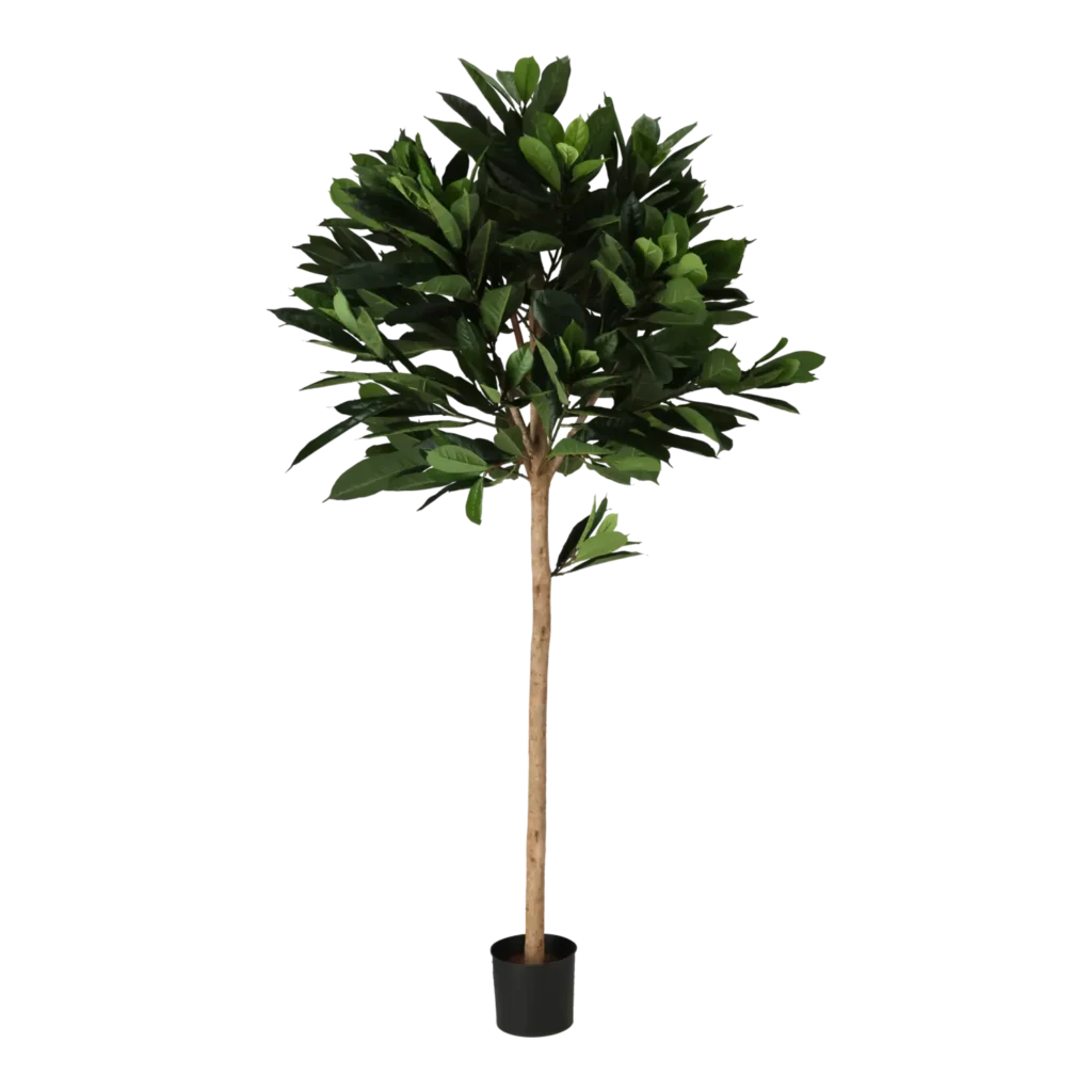 Kunstig Ficus Cyathistipula H: 170 cm.