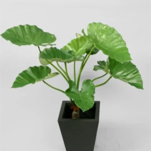 Kunstig Alocasia Calidora H: 80 cm.