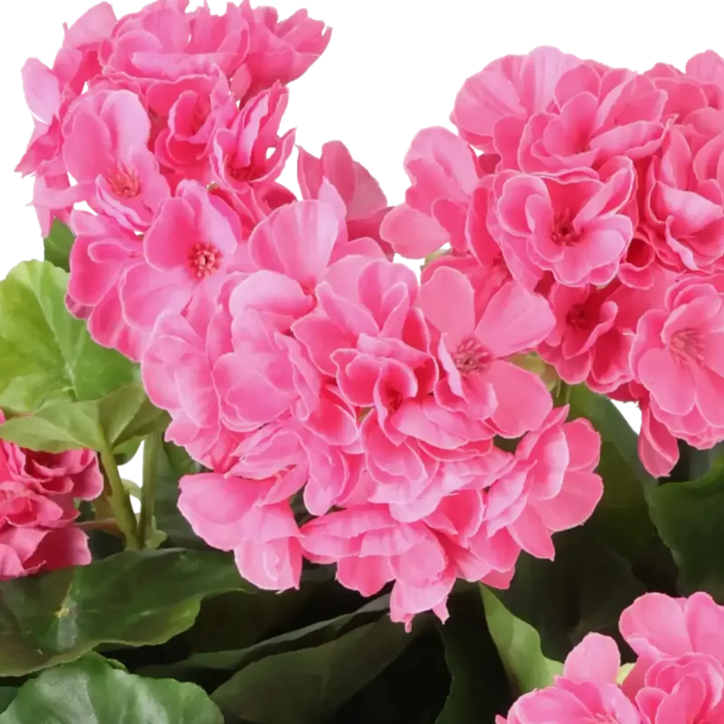 Closeup af Kunstig pelargonie pink - H: 35 cm.