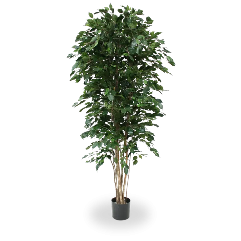 Kunstig Ficus Exotica H: 210 cm.