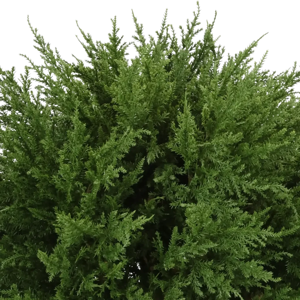 Closeup af Kunstig Cypres kugle Ø: 50 cm.