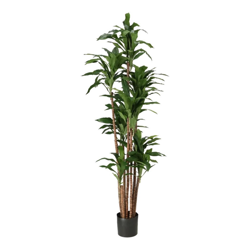 Kunstig Dracena H: 170 cm.