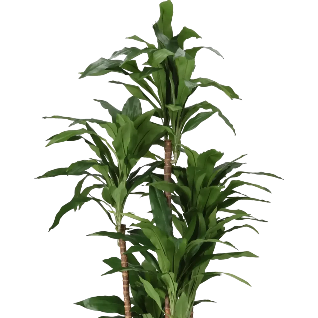 Closeup af Kunstig Dracaena Janet Craig H: 170 cm.