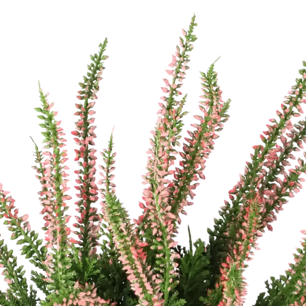 Closeup af Kunstig lyng plante lyslilla H: 25 cm.