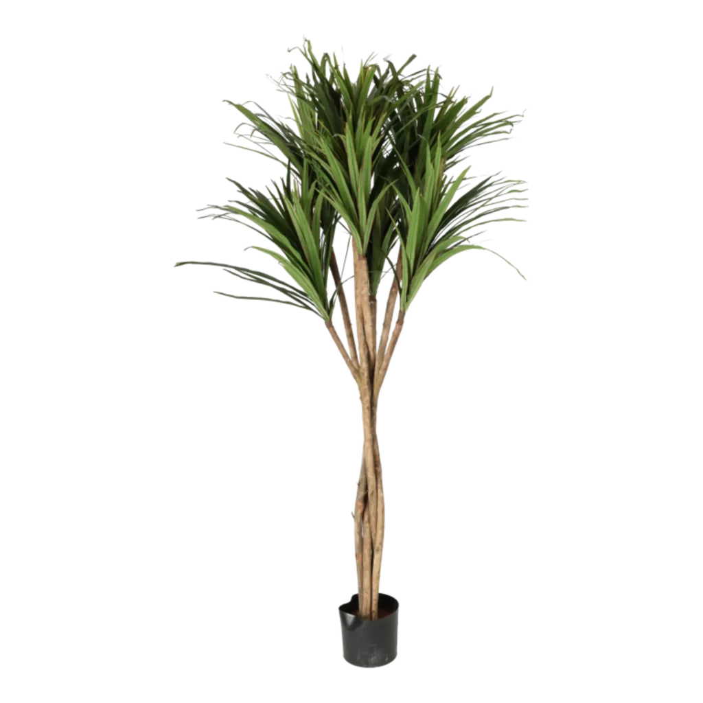 Kunstig Dracena H: 160 cm.