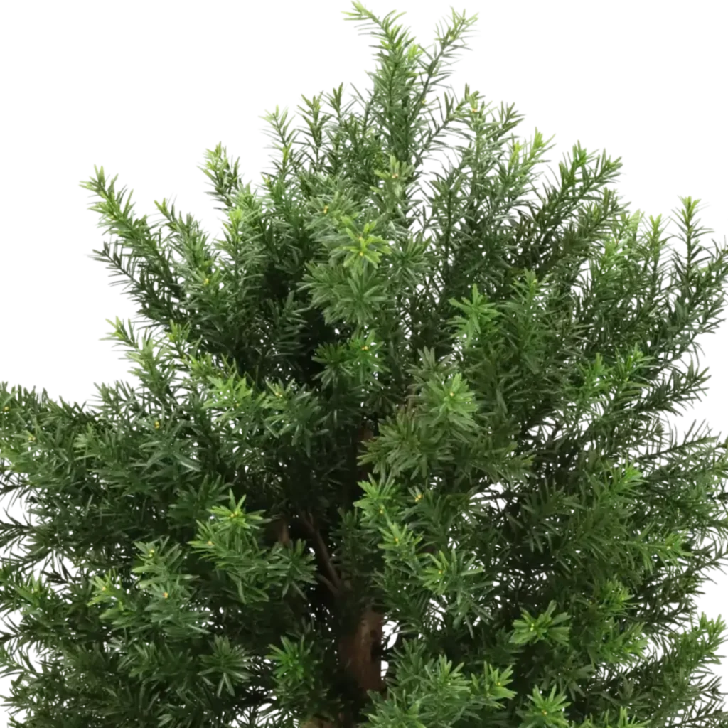 Closeup af Kunstig Taxus H: 100 cm.