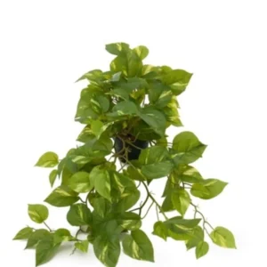 Kunstig Guldranke L: 55 cm.
