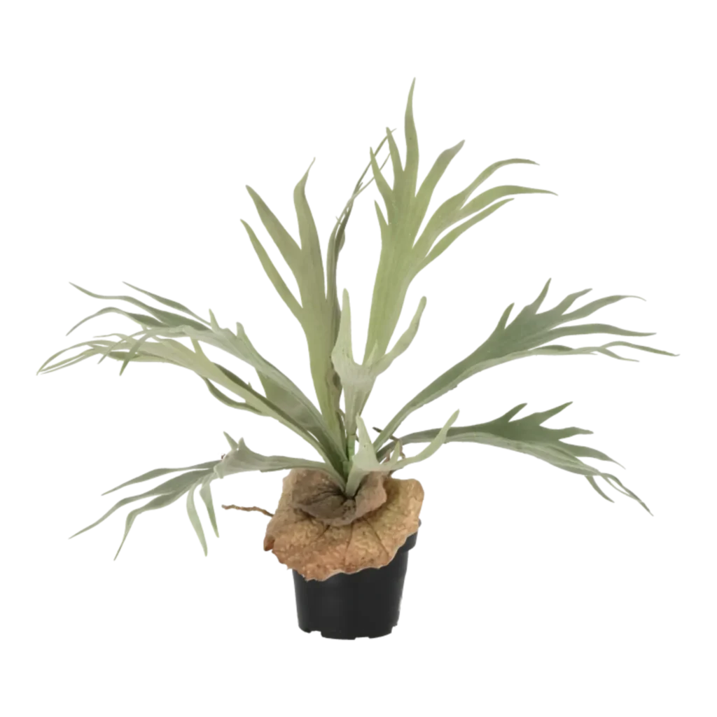 Kunstig Elsdyrbregne H: 30 cm.