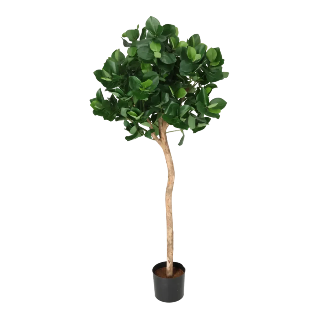 Kunstig Clusia opstammet H: 110 cm.