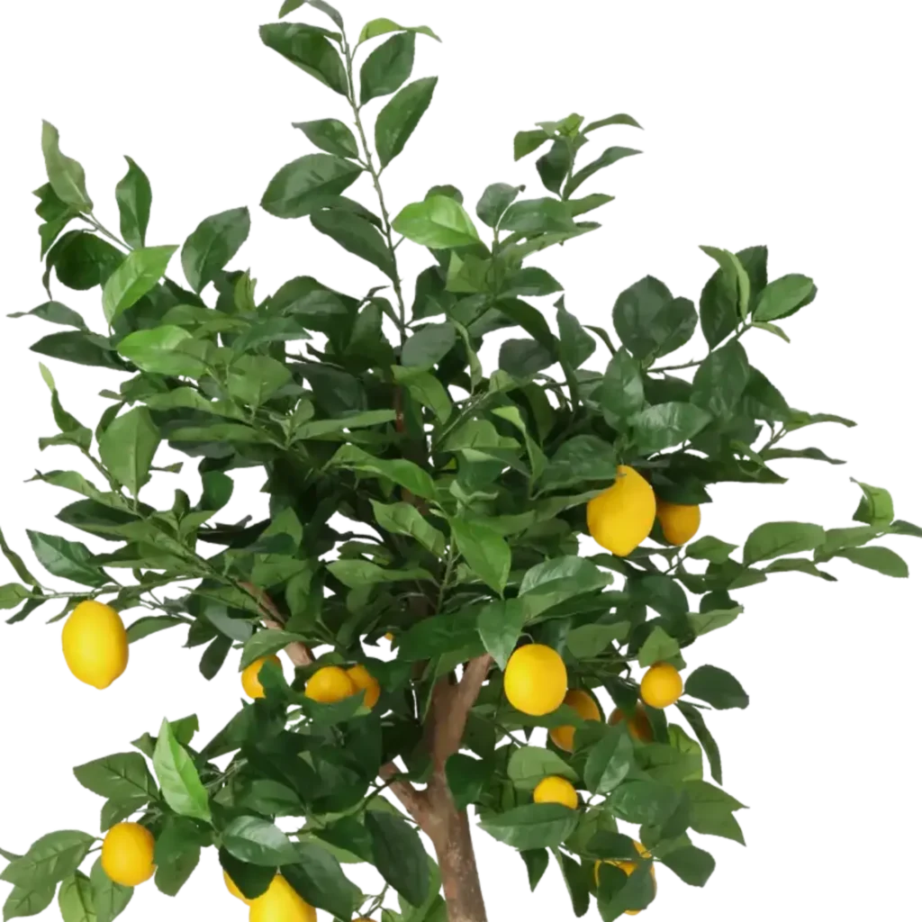 Closeup af Kunstig Citrontræ H: 140 cm.