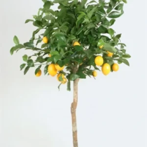 Kunstig Citrontræ H: 170 cm.