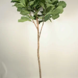 Kunstig Violinfigen opstammet H: 180 cm.
