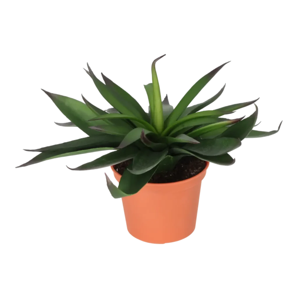 Kunstig Agave H: 20 cm.