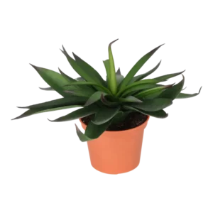 Kunstig Agave H: 20 cm.