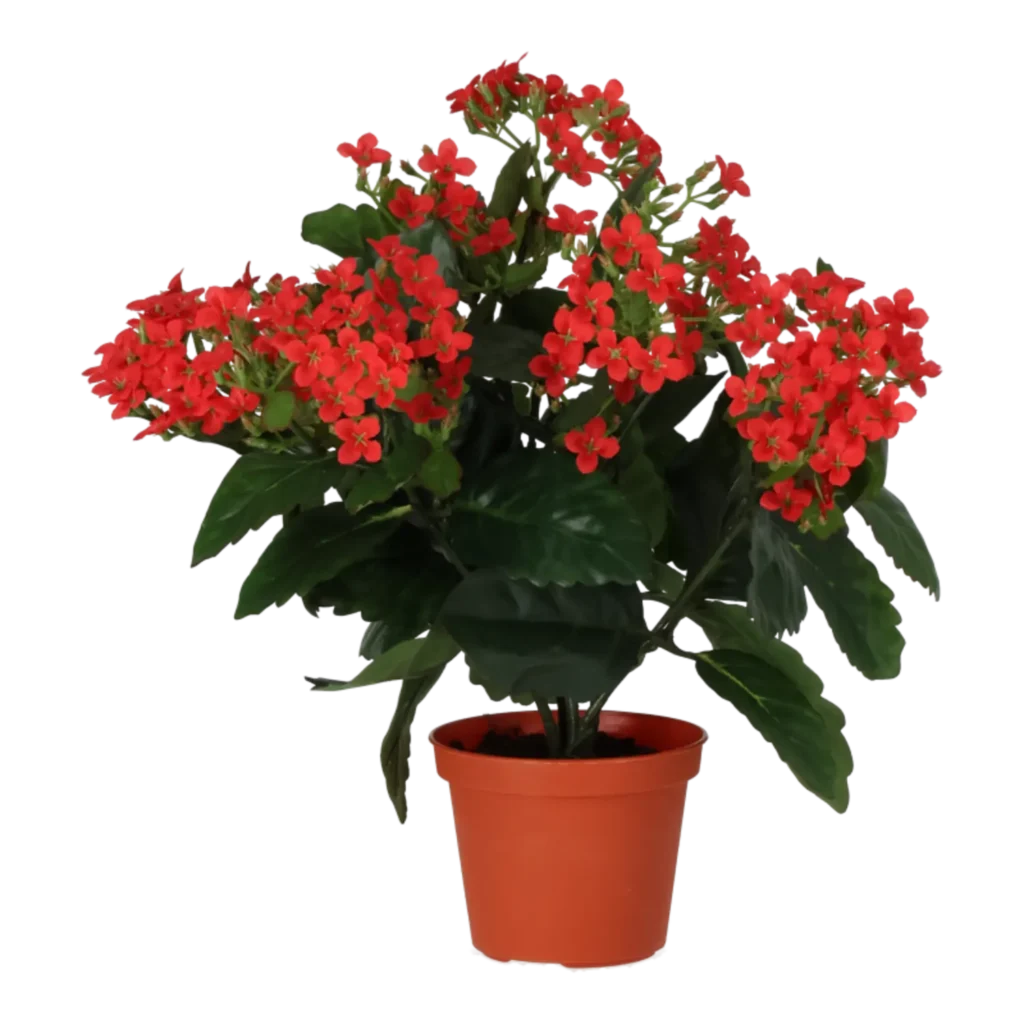 Kunstig kalanchoe rød - H: 30 cm.