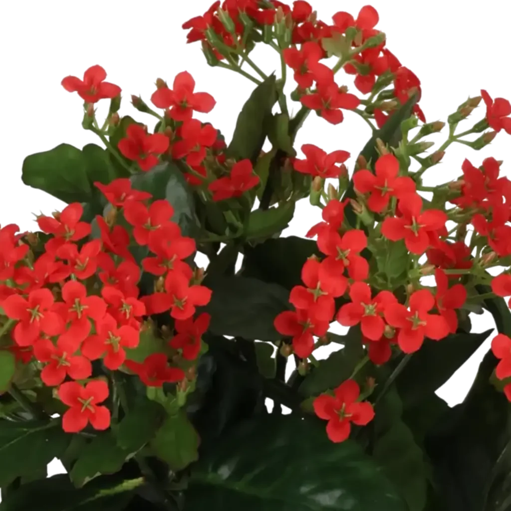 Closeup af Kunstig kalanchoe rød H: 30 cm.