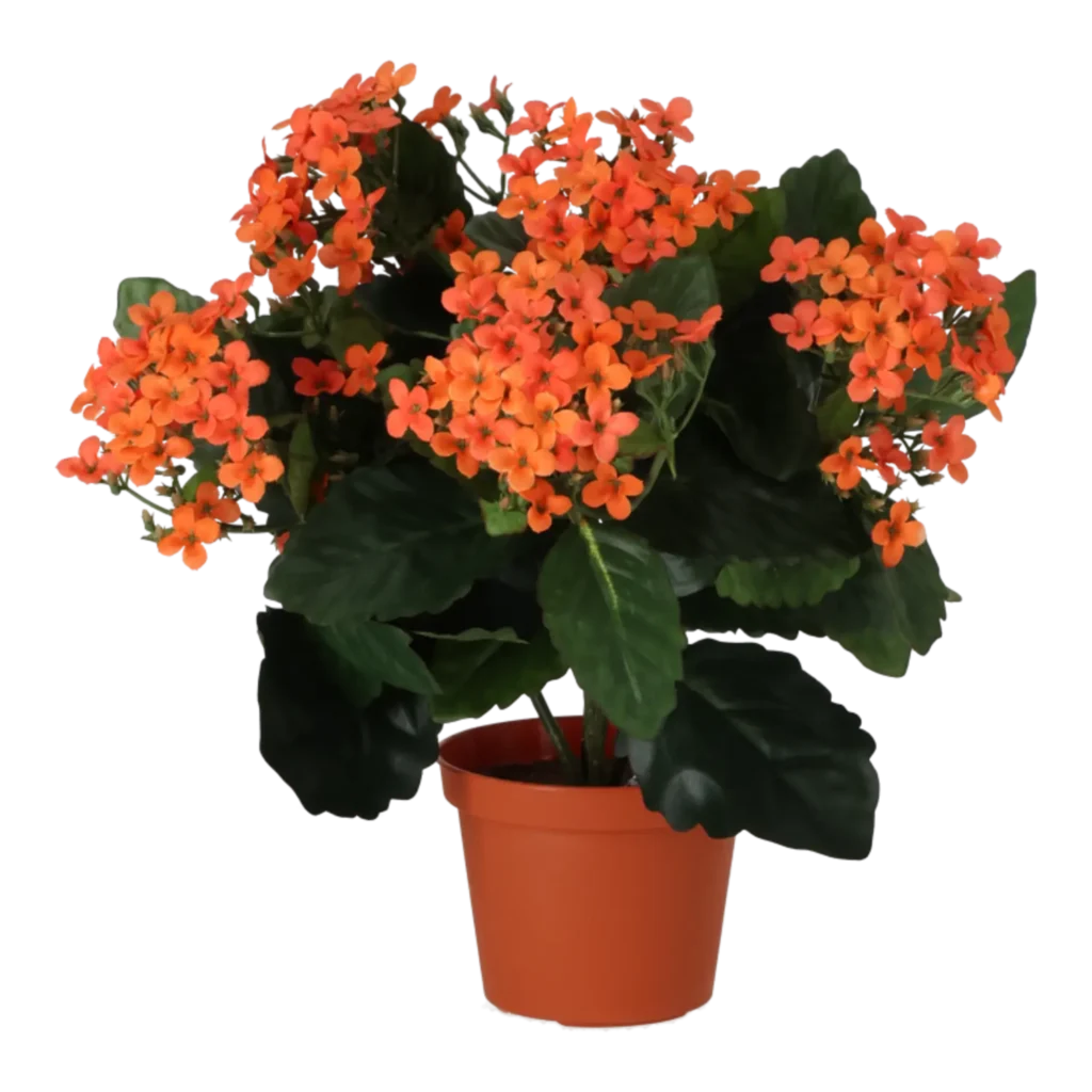Kunstig kalanchoe orange - H: 30 cm.