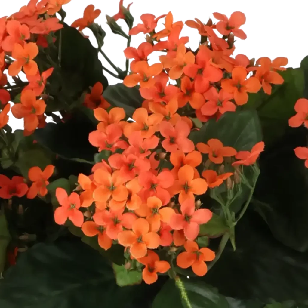 Closeup af Kunstig kalanchoe orange H: 30 cm.