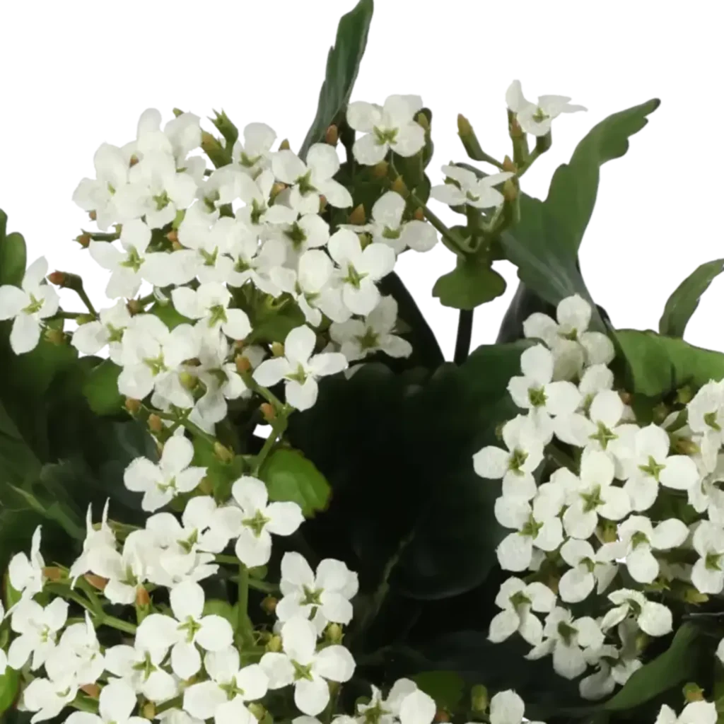 Closeup af Kunstig Kalanchoe hvid H: 30 cm.