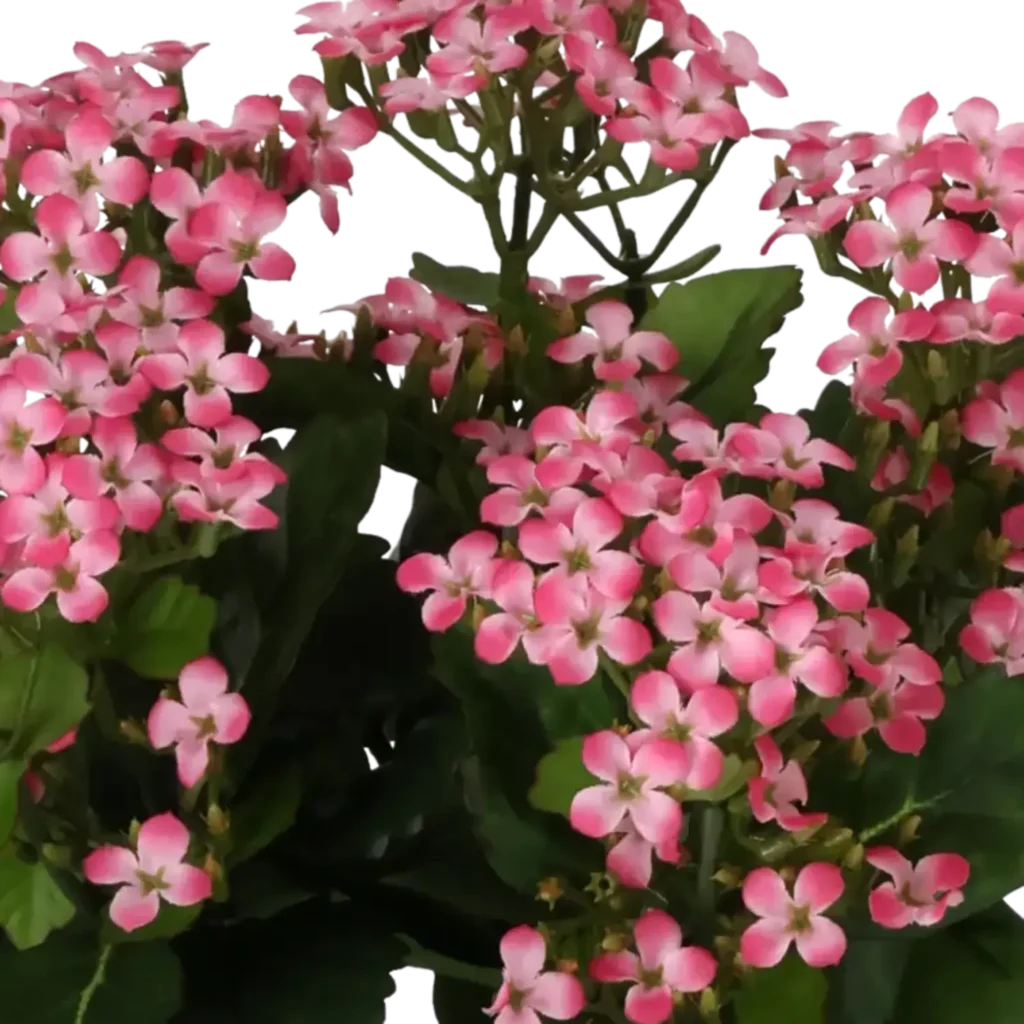 Closeup af Kunstig Kalanchoe rosa H: 30 cm.