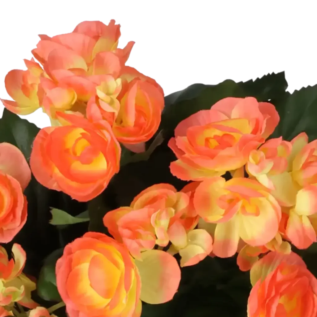 Closeup af Kunstig begonia i mørk orange H: 30 cm.