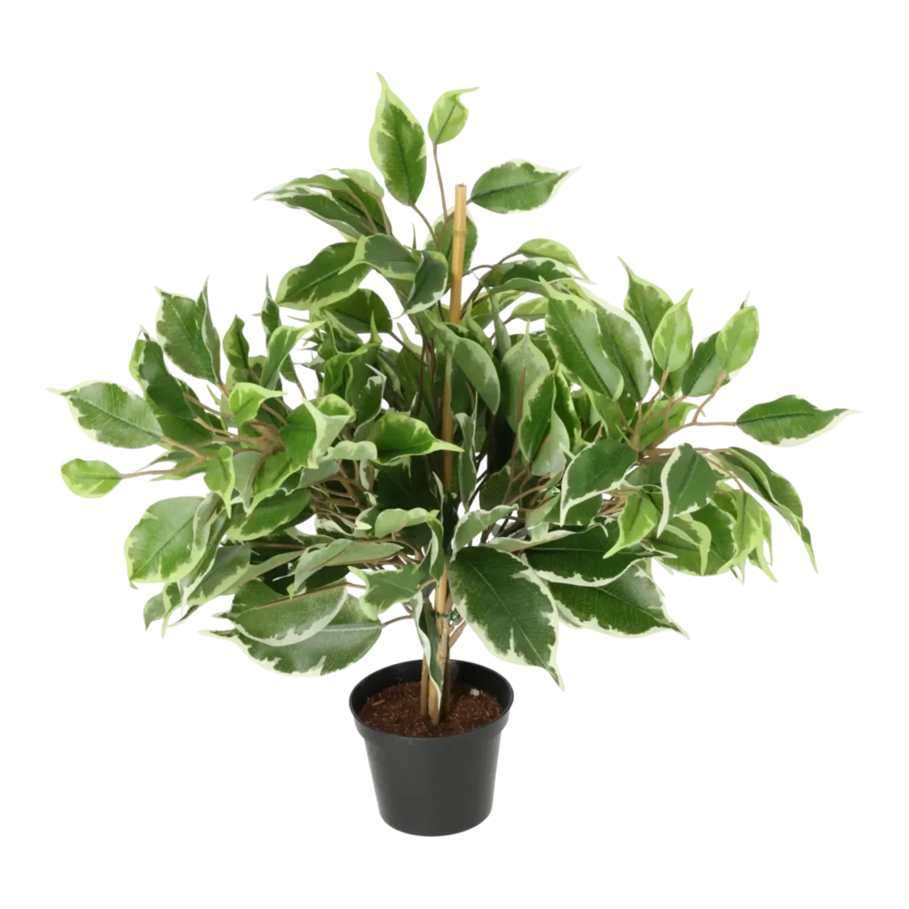 Kunstig Golden Ficus H: 40 cm.
