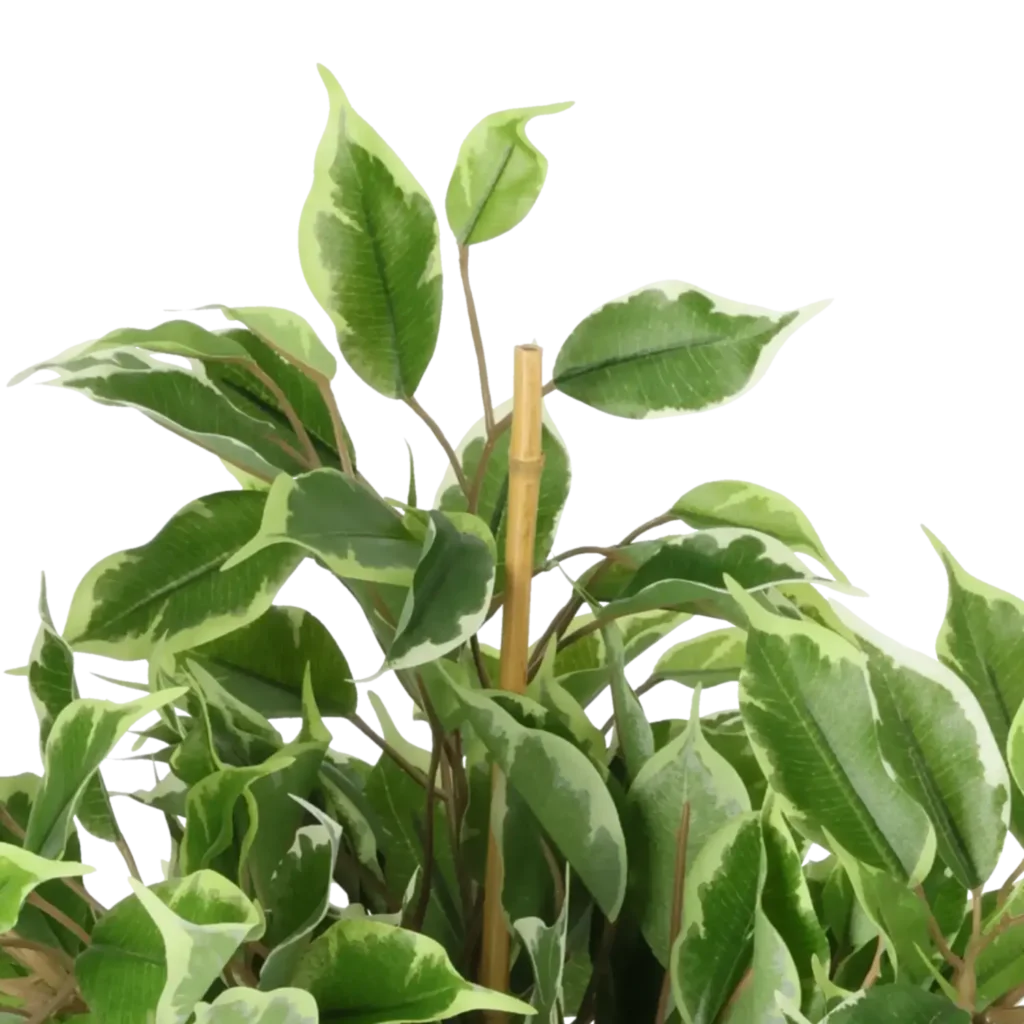 Closeup af Kunstig Golden Ficus H: 40 cm.
