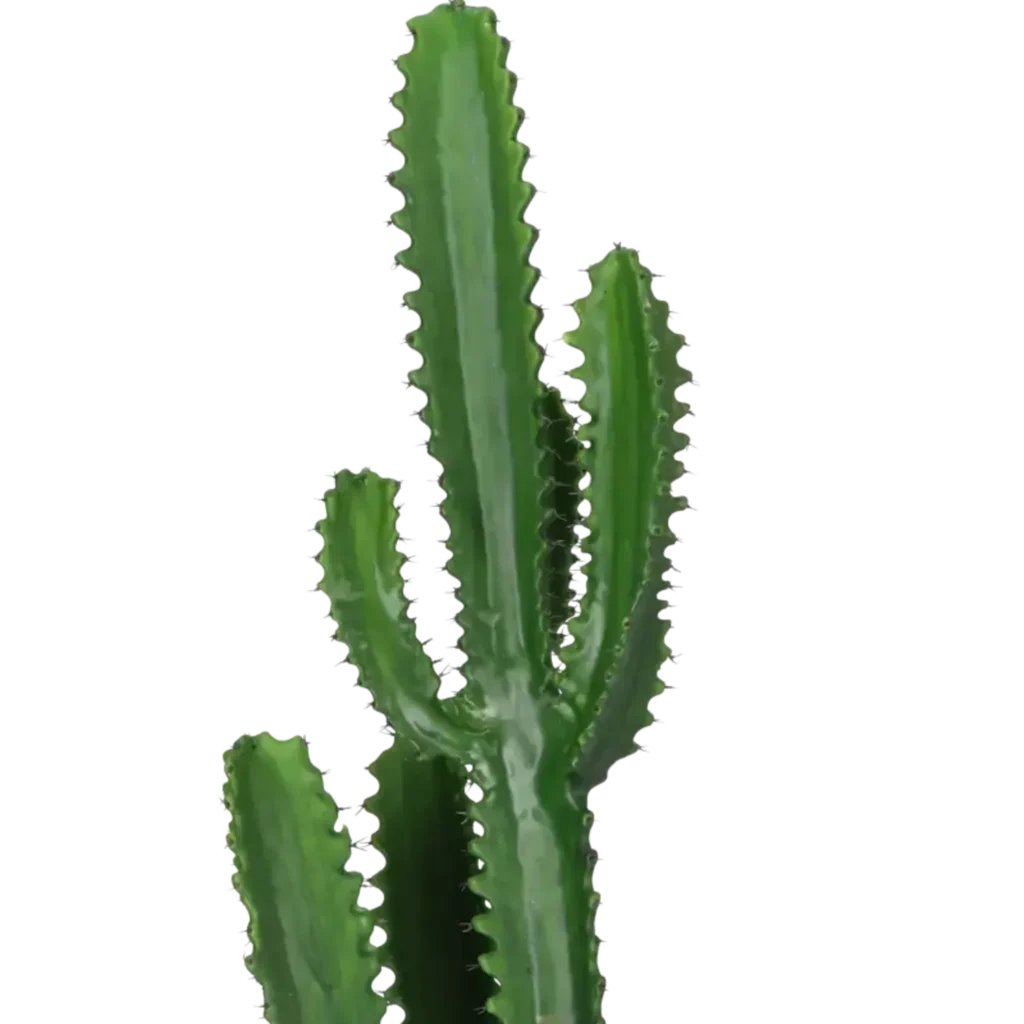 Closeup af Kunstig Finger Kaktus H: 98 cm.