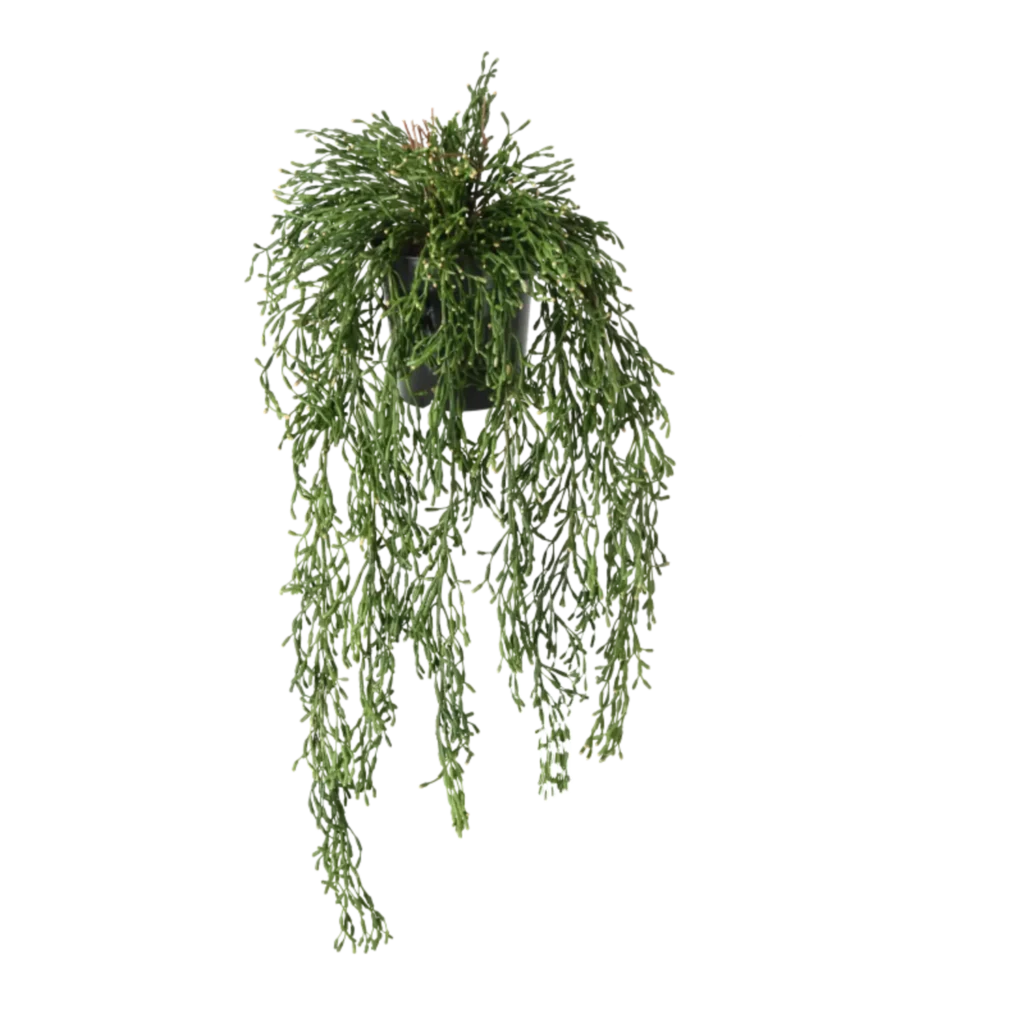 Kunstig Rhipsalis hængeplante L: 65 cm.