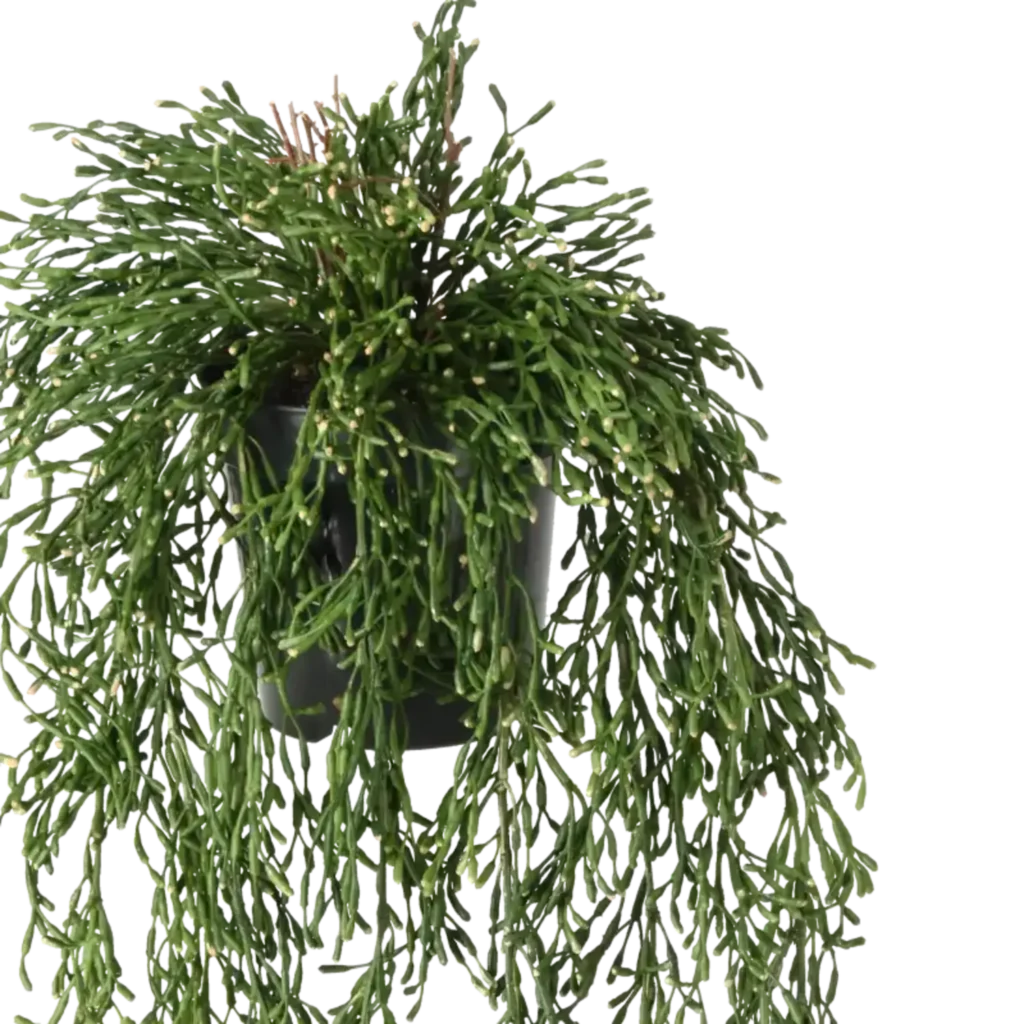 Closeup af Kunstig Rhipsalis hængeplante L: 65 cm.