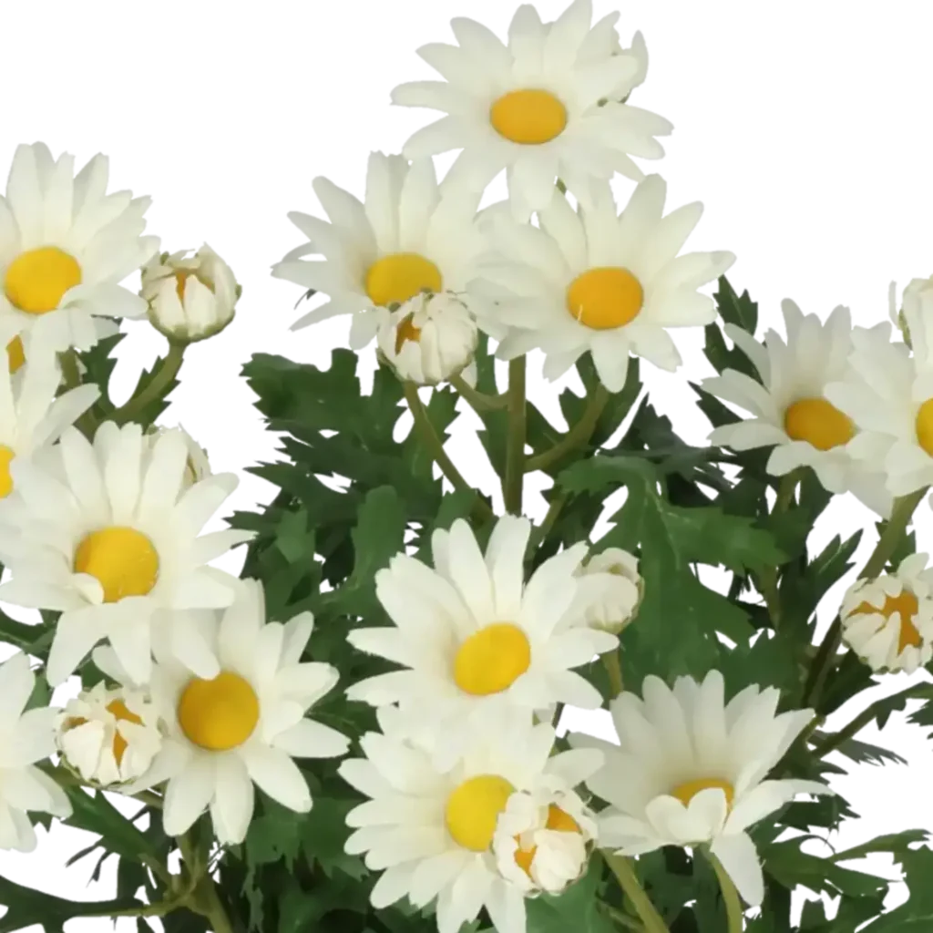 Closeup af Kunstig marguerit hvid H: 35 cm.