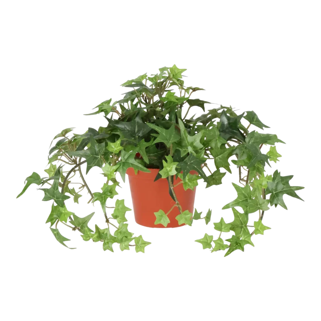 Kunstig Efeu stjerne H: 20 cm.