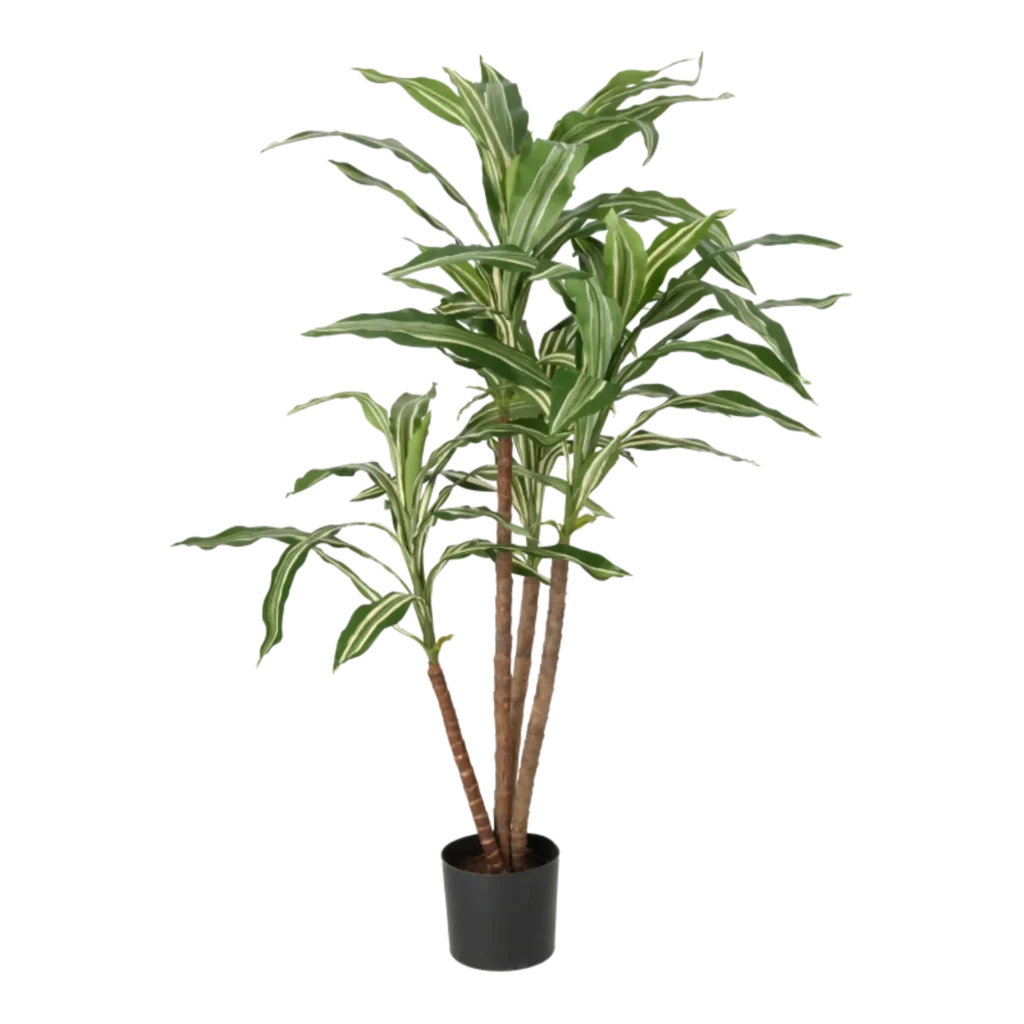 Kunstig Dracaena H: 80 cm.