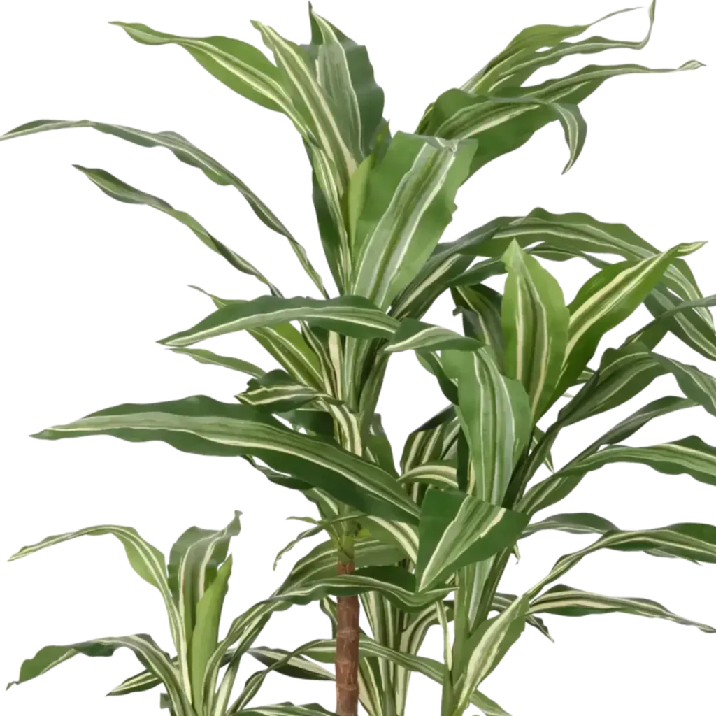 Closeup af Kunstig Dracaena H: 80 cm.