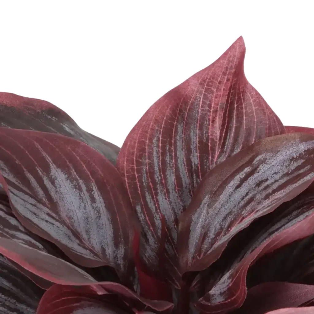 Closeup af Kunstig Hosta H: 20 cm.