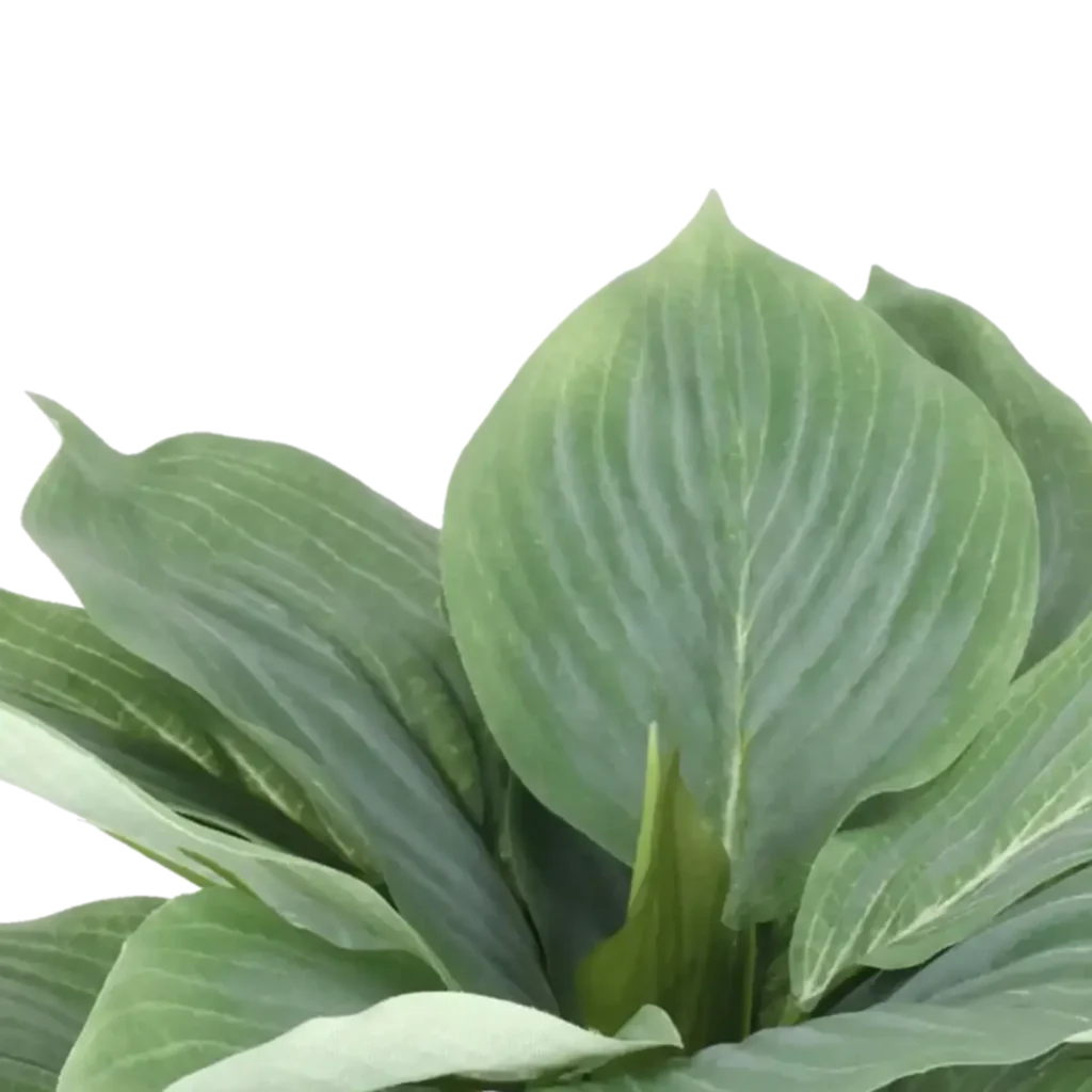 Closeup af Kunstig Hosta H: 20 cm.