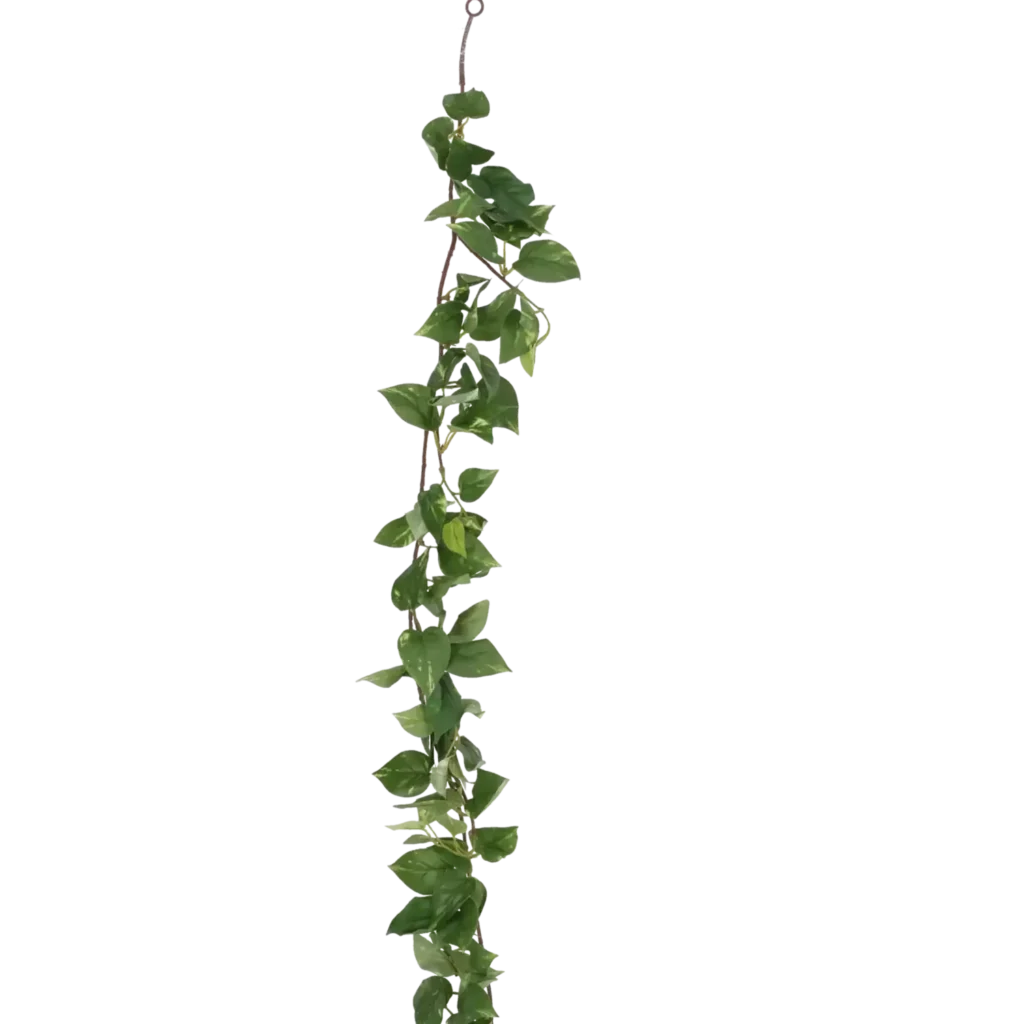 Closeup af Kunstig Pothos ranke L: .