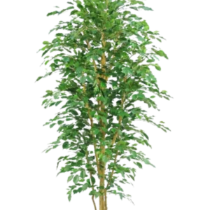 Kunstig Ficus Benjamina H: 230 cm.