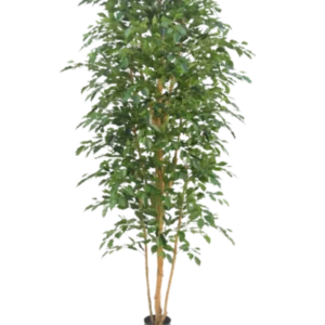 Kunstig Ficus Benjamina H: 260 cm.