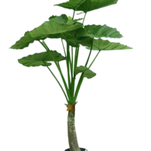 Kunstig Alocasia Calidora H: 120 cm.
