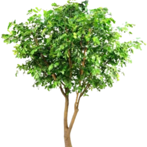 Kunstig Egetræ FR H: 360 cm.