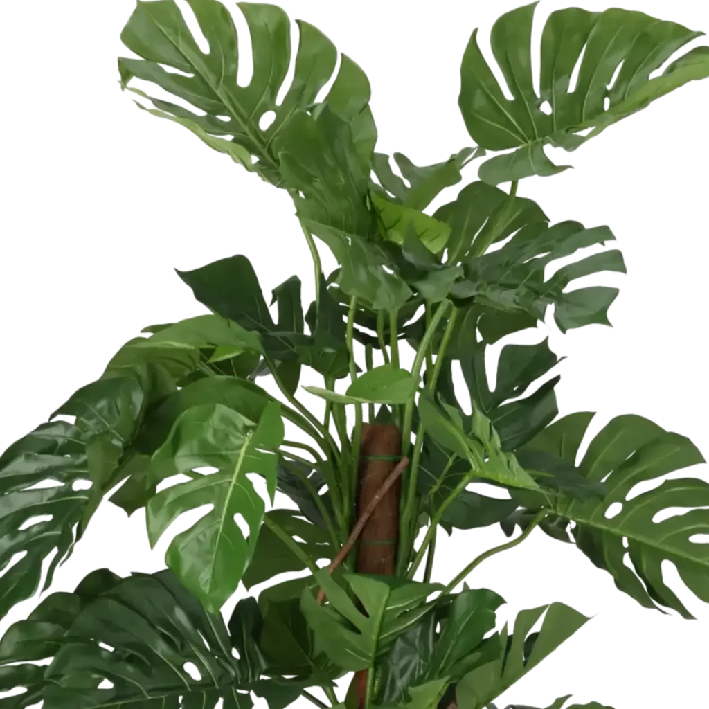 Closeup af Kunstig Monstera Deliciosa Split H: 140 cm.