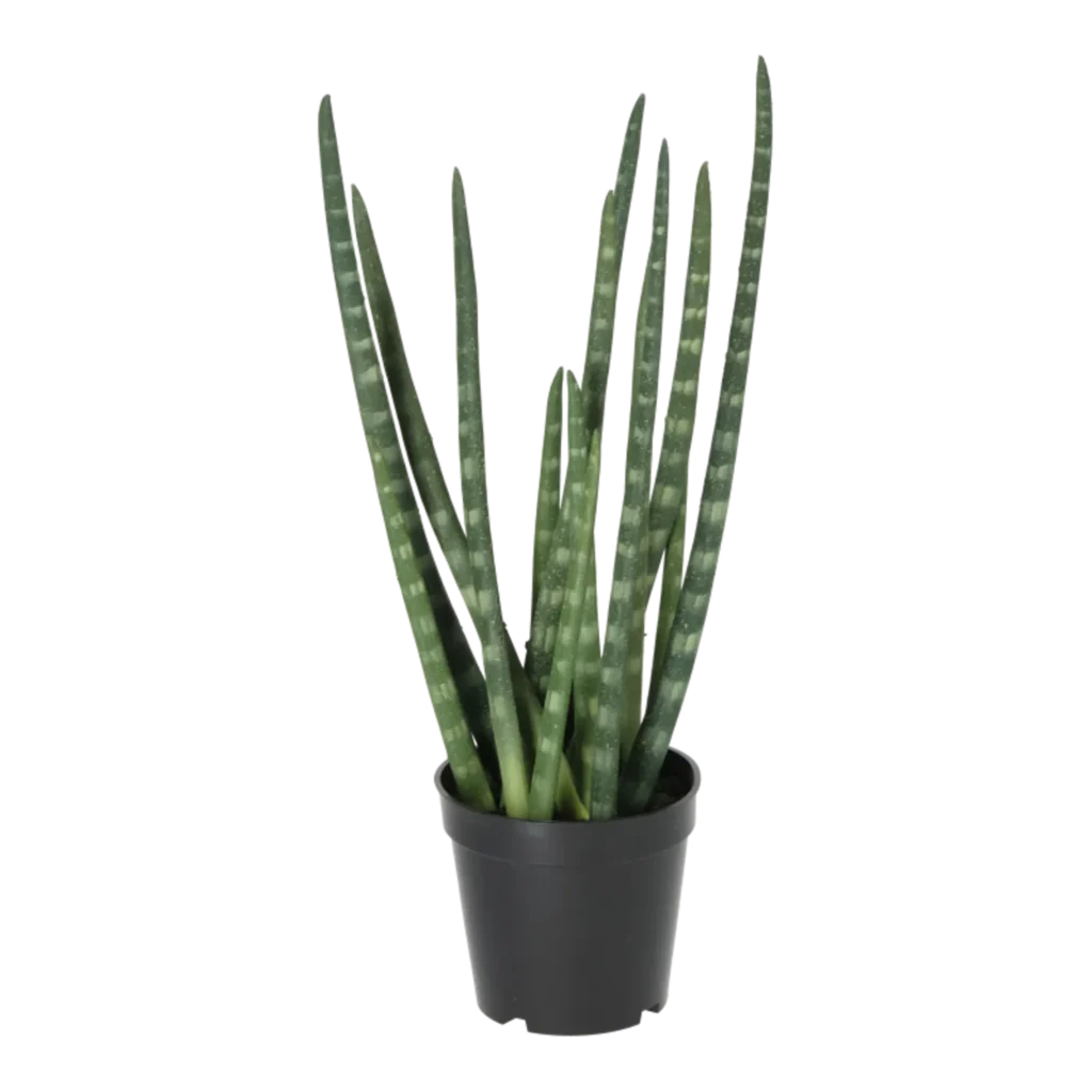 Kunstig Sanseveria H: 50 cm.