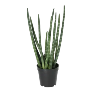 Kunstig Sanseveria H: 50 cm.