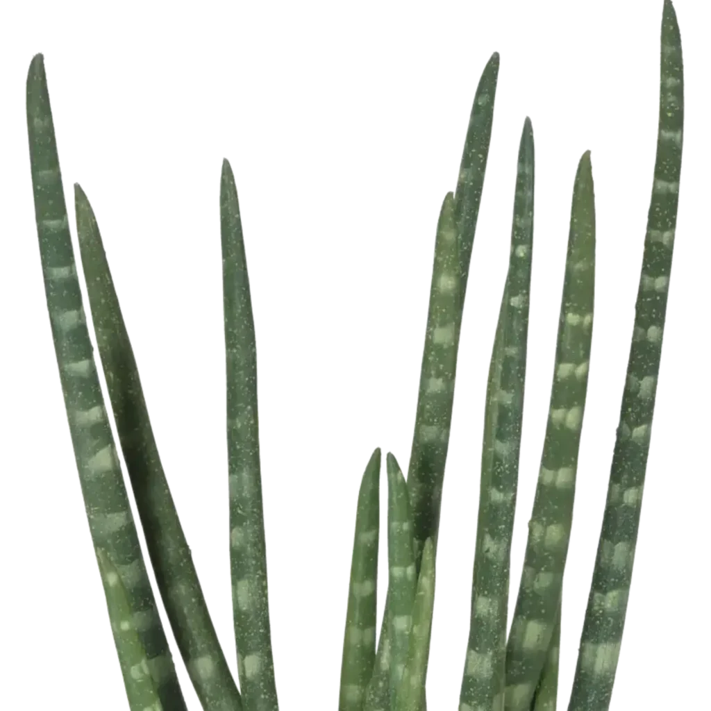 Closeup af Kunstig Sanseveria H: 50 cm.
