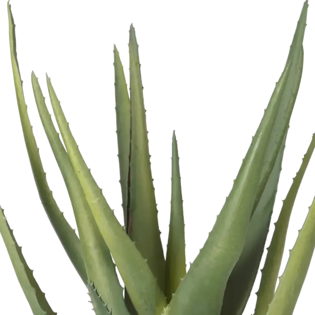 Closeup af Kunstig Aloe Vera H: 35 cm.