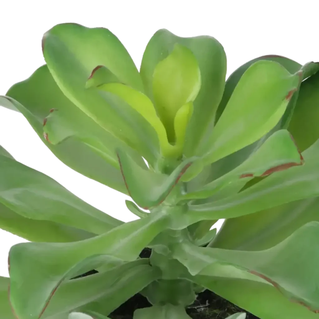 Closeup af Kunstig Echeveria H: 20 cm.