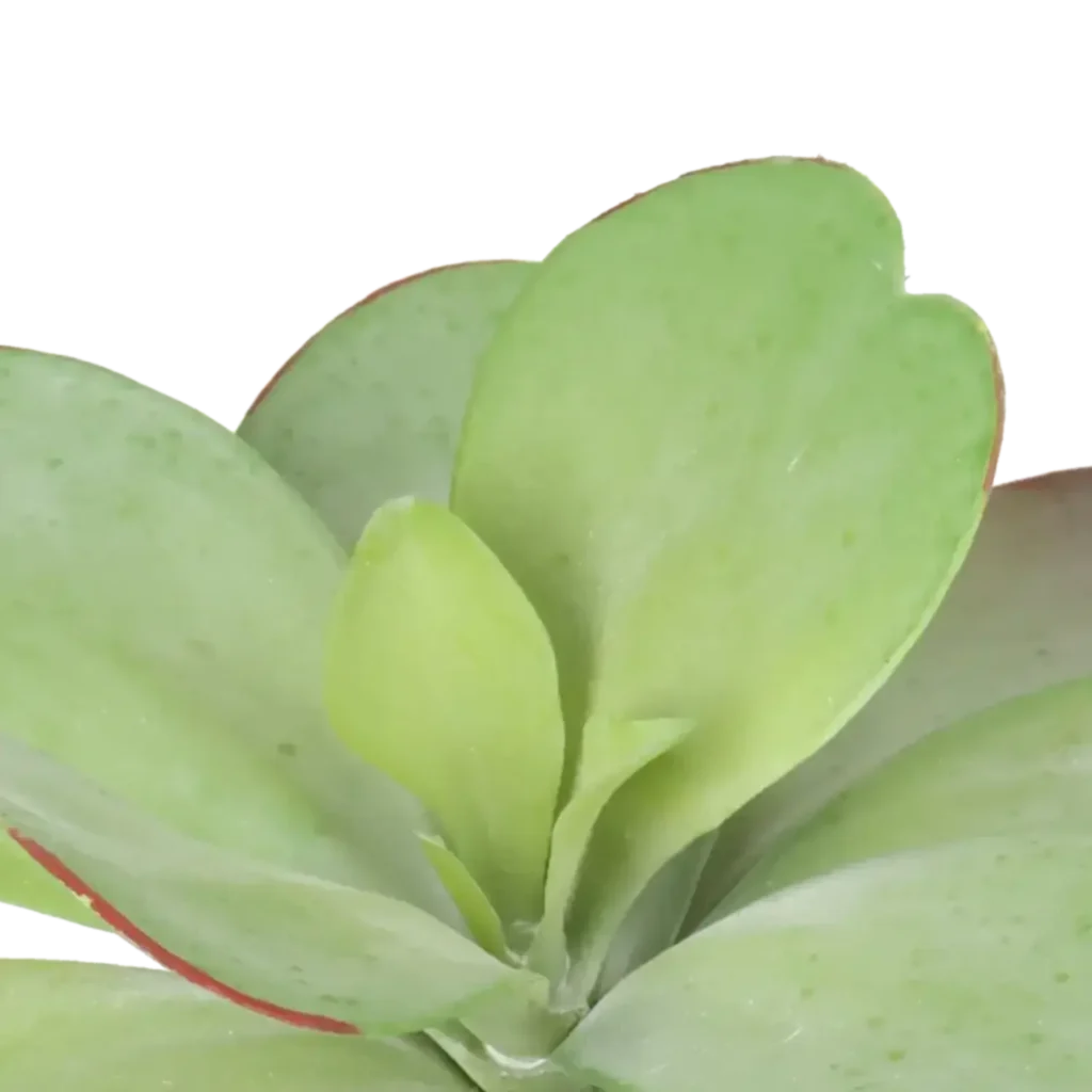 Closeup af Kunstig succulent stilk L: 18 cm.
